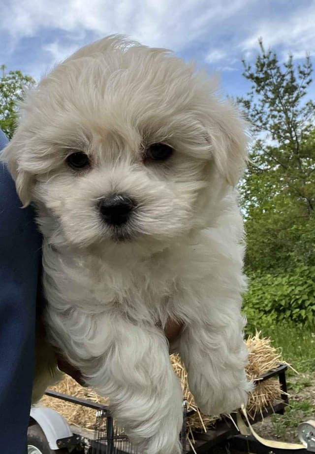 Coton de Tulear Puppies media 4