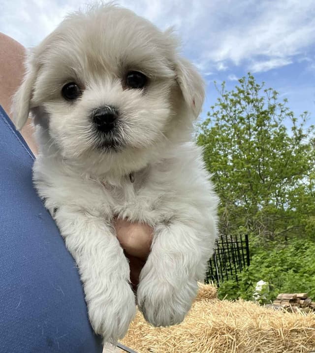 Coton de Tulear Puppies media 5
