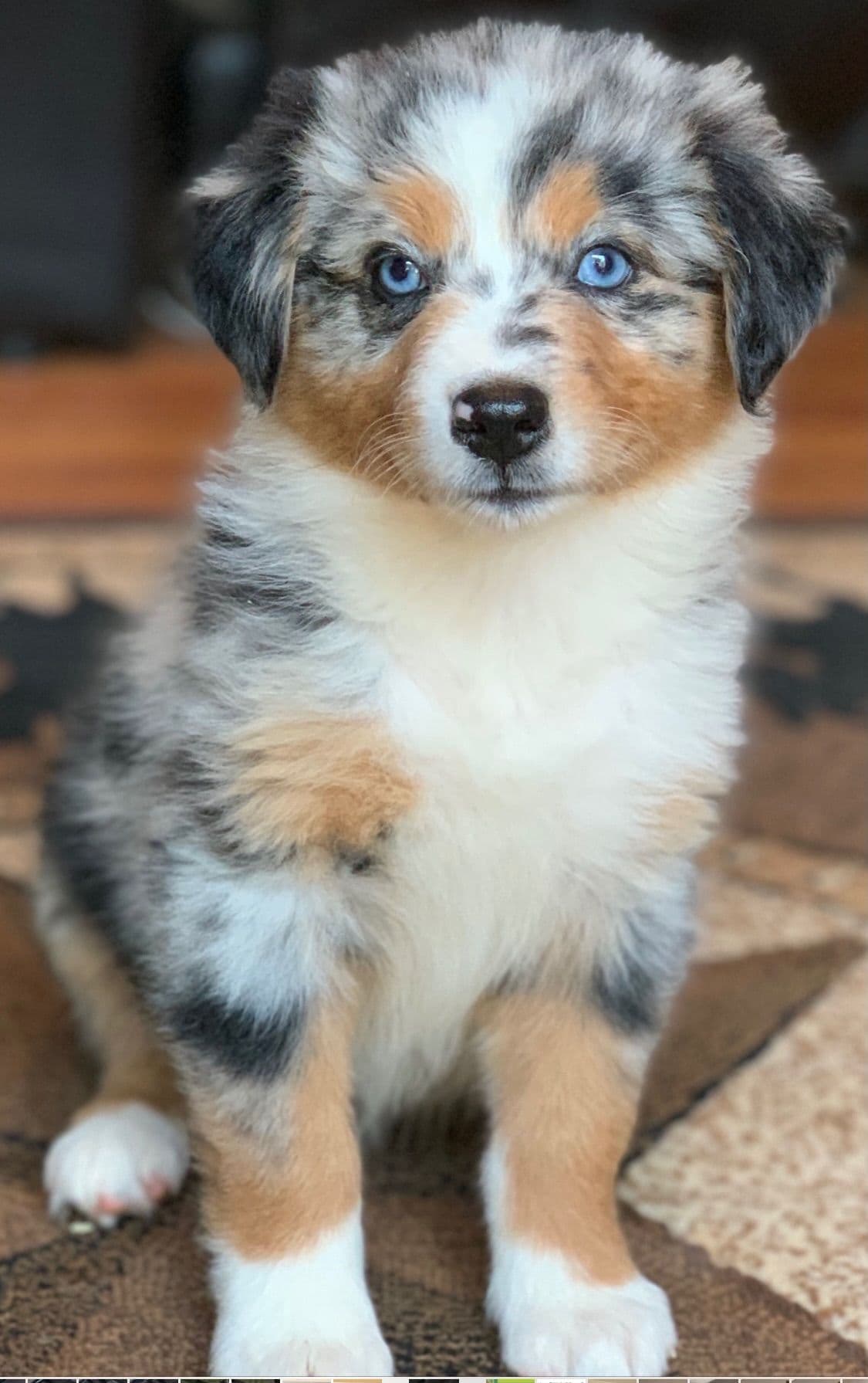 Cavalier King Charles Spaniel Puppies breeder image 5