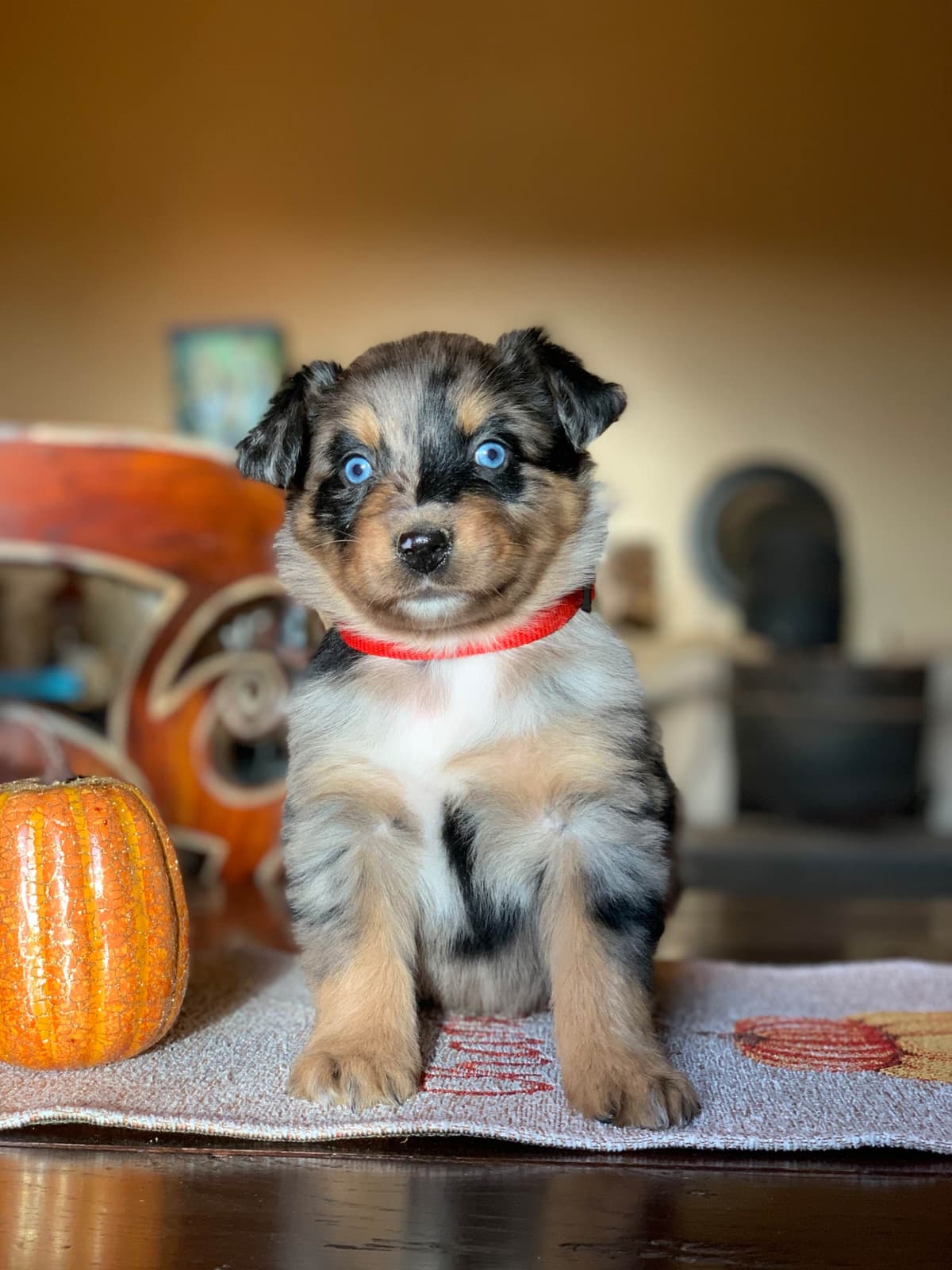 Cavalier King Charles Spaniel Puppies breeder image 7