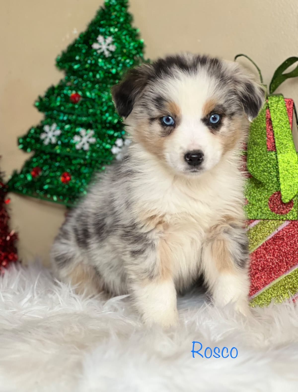 Cavalier King Charles Spaniel Puppies breeder image 11