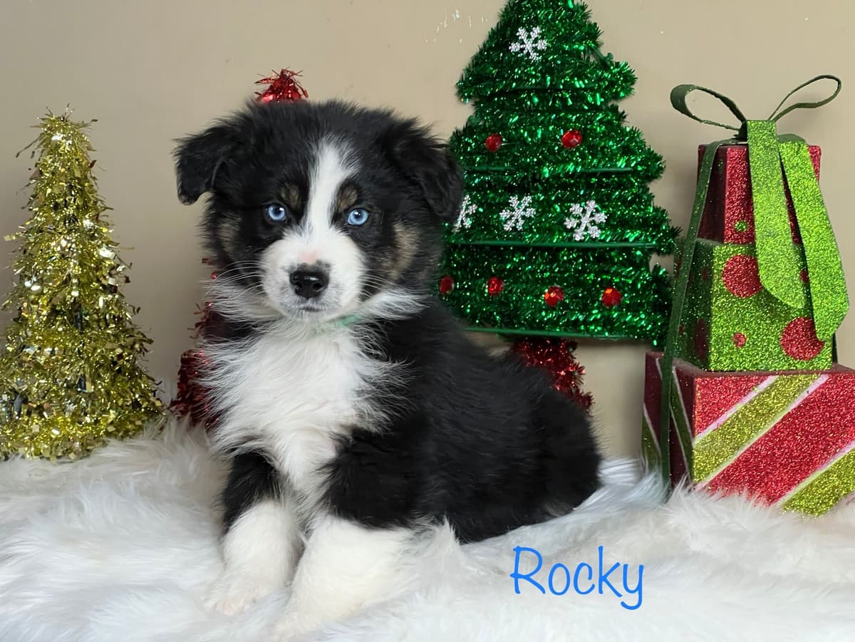 Cavalier King Charles Spaniel Puppies breeder image 12