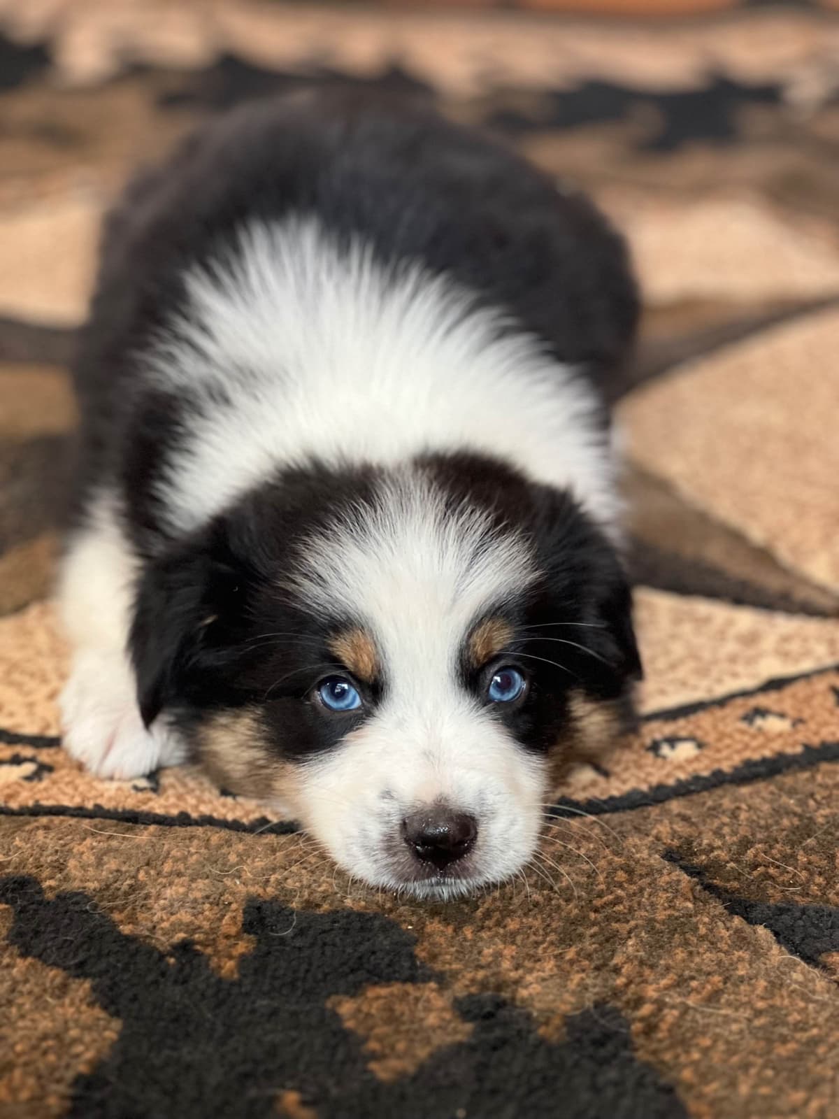 Cavalier King Charles Spaniel Puppies breeder image 13