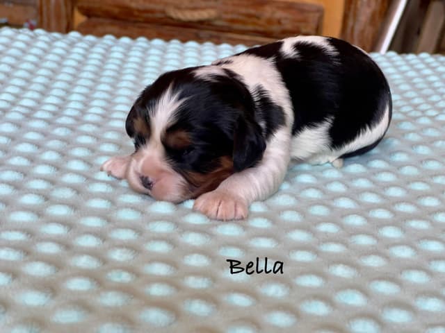 Cavalier King Charles Spaniel Puppies media 8