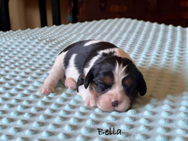 Cavalier King Charles Spaniel Puppies media 7