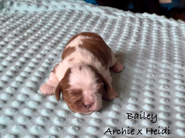 Cavalier King Charles Spaniel Puppies media 5