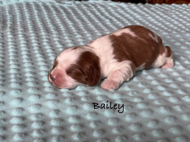 Cavalier King Charles Spaniel Puppies media 6