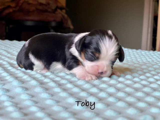 Cavalier King Charles Spaniel Puppies media 6