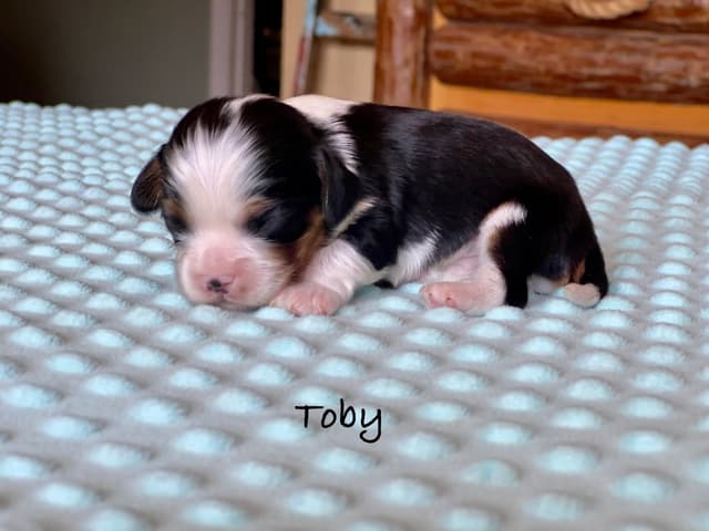 Cavalier King Charles Spaniel Puppies media 5