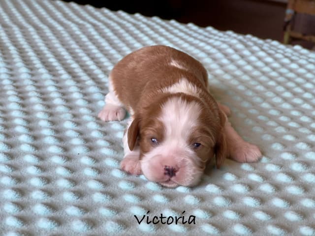 Cavalier King Charles Spaniel Puppies media 9