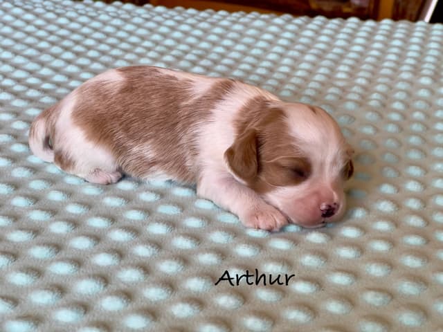 Cavalier King Charles Spaniel Puppies media 8