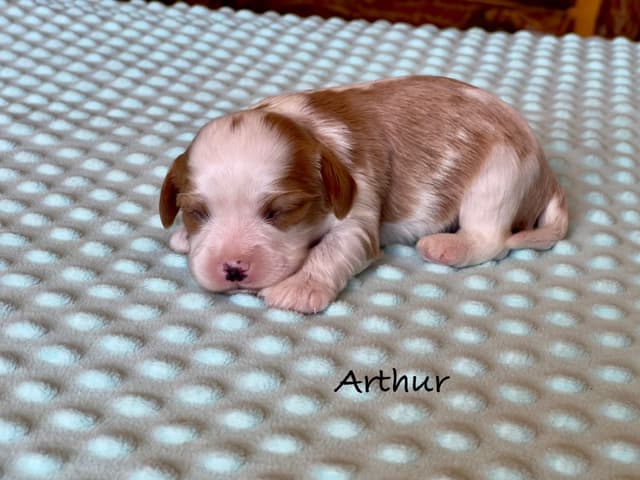 Cavalier King Charles Spaniel Puppies media 7