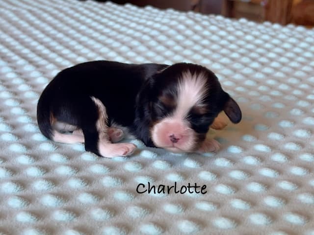 Cavalier King Charles Spaniel Puppies media 11