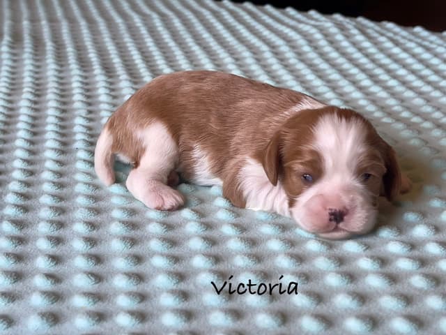 Cavalier King Charles Spaniel Puppies media 10