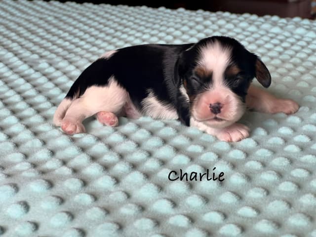 Cavalier King Charles Spaniel Puppies media 14