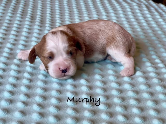 Cavalier King Charles Spaniel Puppies media 18