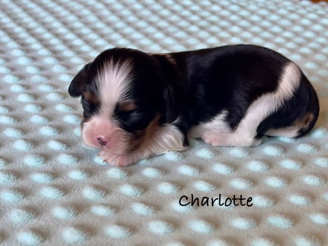 Cavalier King Charles Spaniel Puppies media 12