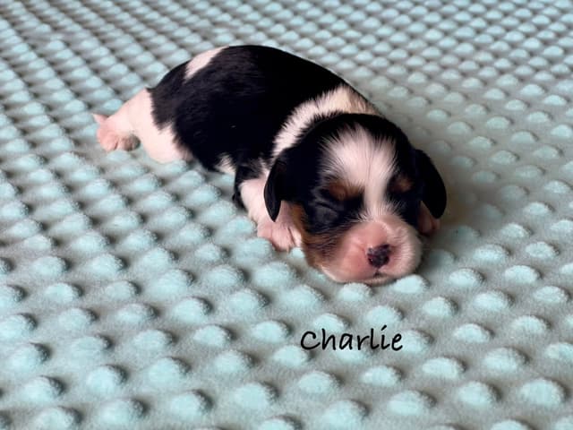 Cavalier King Charles Spaniel Puppies media 13