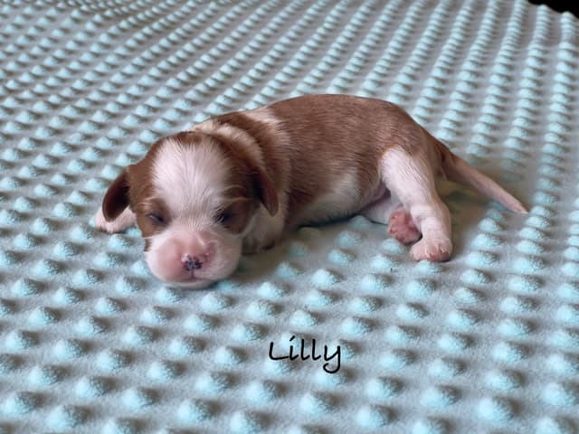 Cavalier King Charles Spaniel Puppies media 15