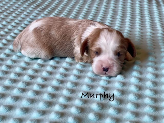 Cavalier King Charles Spaniel Puppies media 17