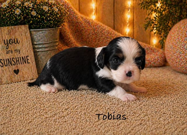 Cavalier King Charles Spaniel Puppies media 3