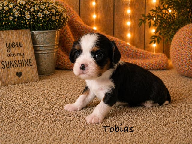 Cavalier King Charles Spaniel Puppies media 4