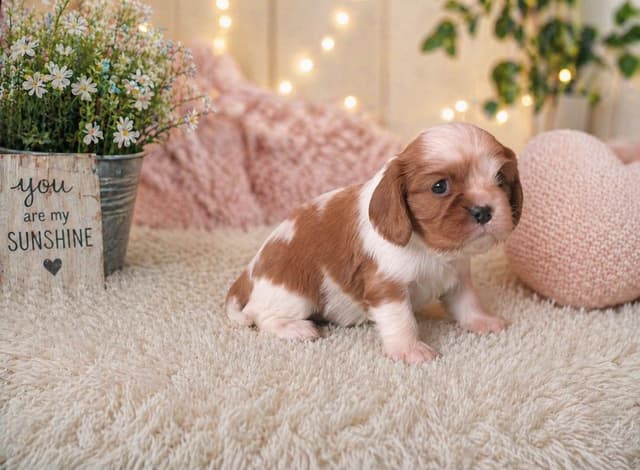 Cavalier King Charles Spaniel Puppies media 4