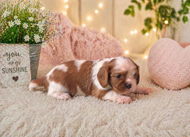 Cavalier King Charles Spaniel Puppies media 3