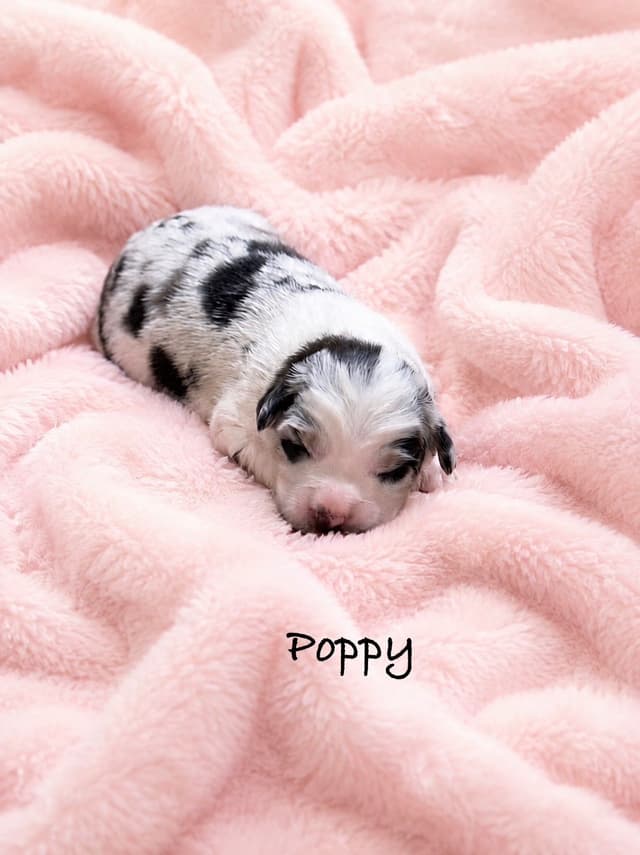 Australian Shepherd Puppies media 13