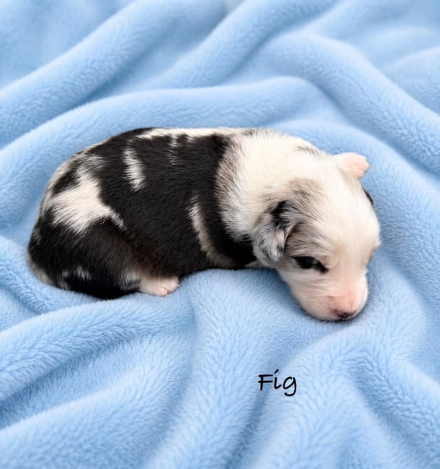 Australian Shepherd Puppies media 15