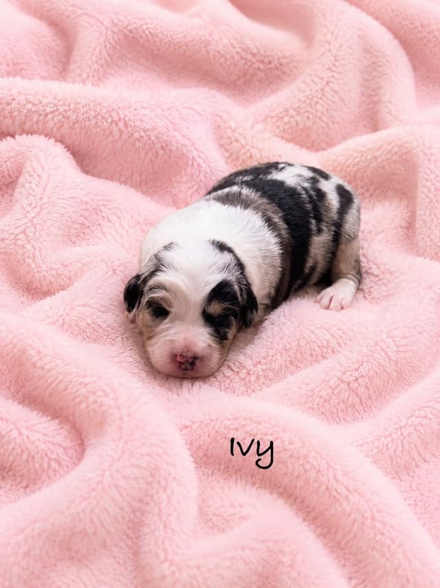 Australian Shepherd Puppies media 16