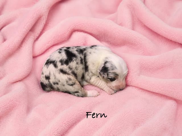 Australian Shepherd Puppies media 17