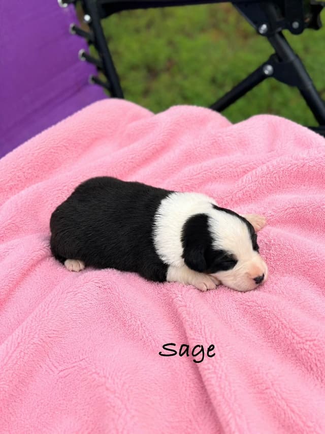 Australian Shepherd Puppies media 19
