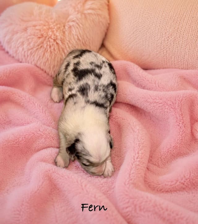 Australian Shepherd Puppies media 21