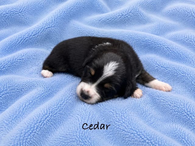 Australian Shepherd Puppies media 20