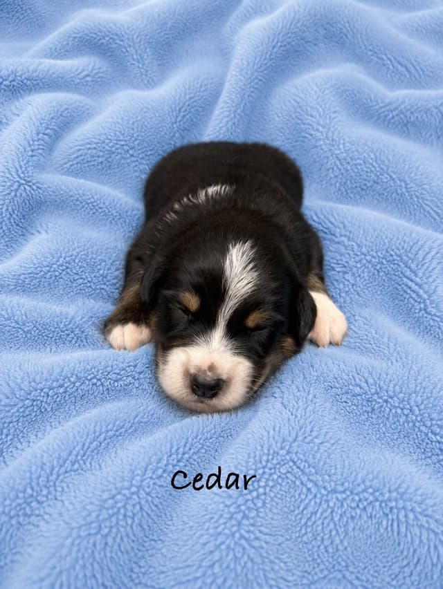 Australian Shepherd Puppies media 18