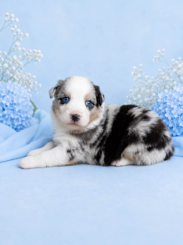Australian Shepherd Puppies media 7