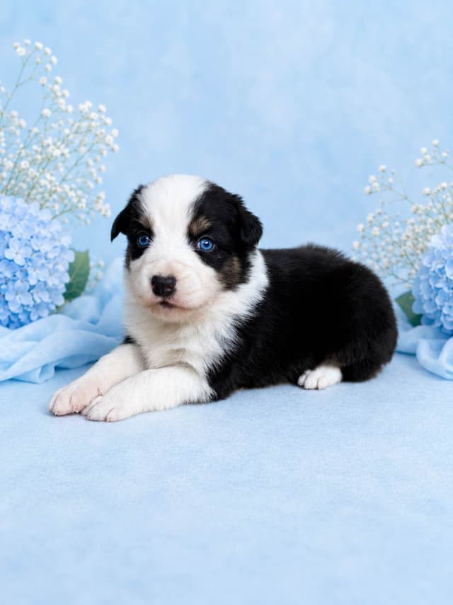 Australian Shepherd Puppies media 11