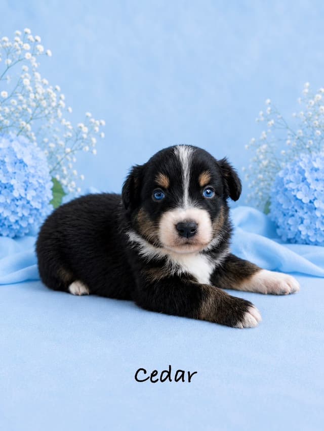 Australian Shepherd Puppies media 12