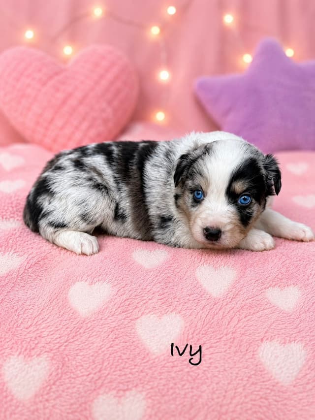 Australian Shepherd Puppies media 10