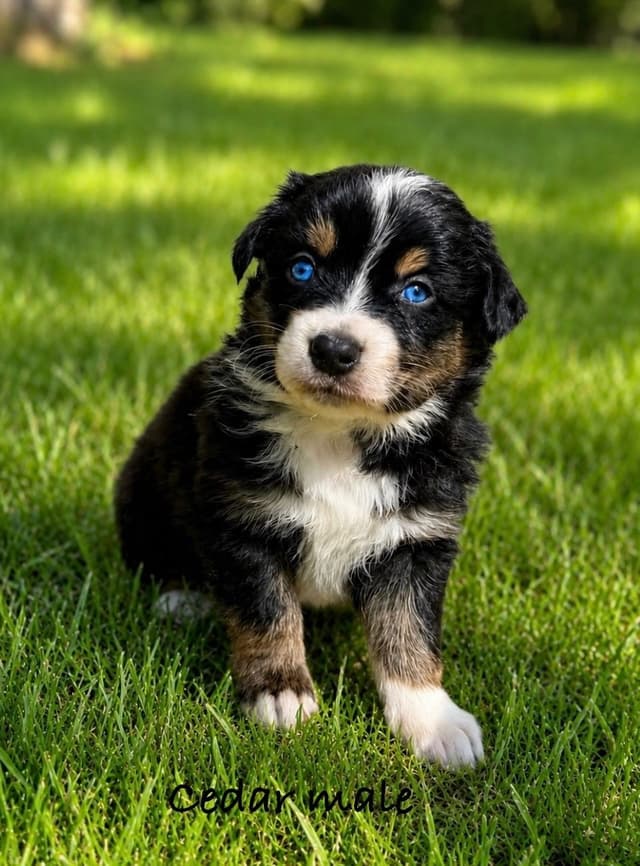 Australian Shepherd Puppies media 6