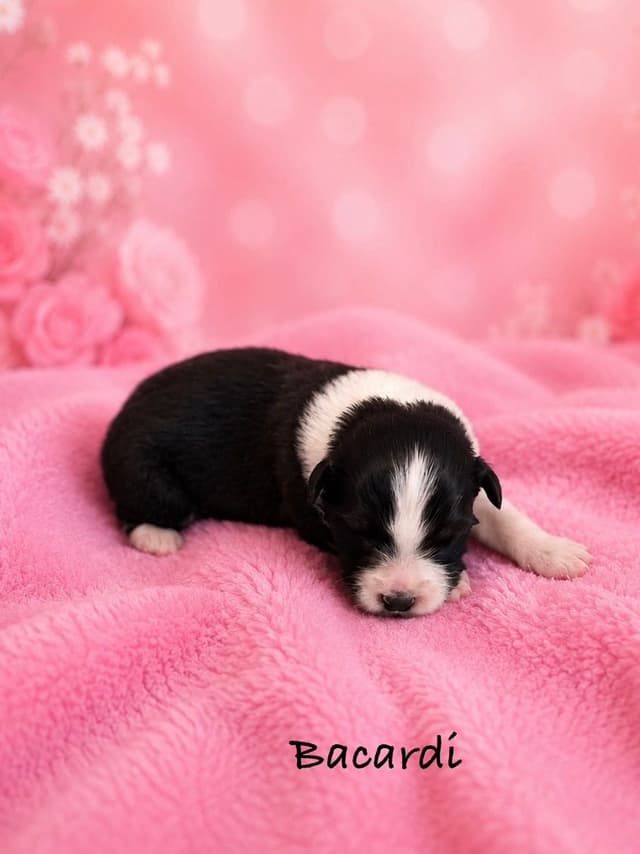 Australian Shepherd Puppies media 3