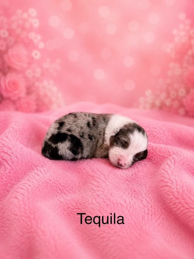 Australian Shepherd Puppies media 5