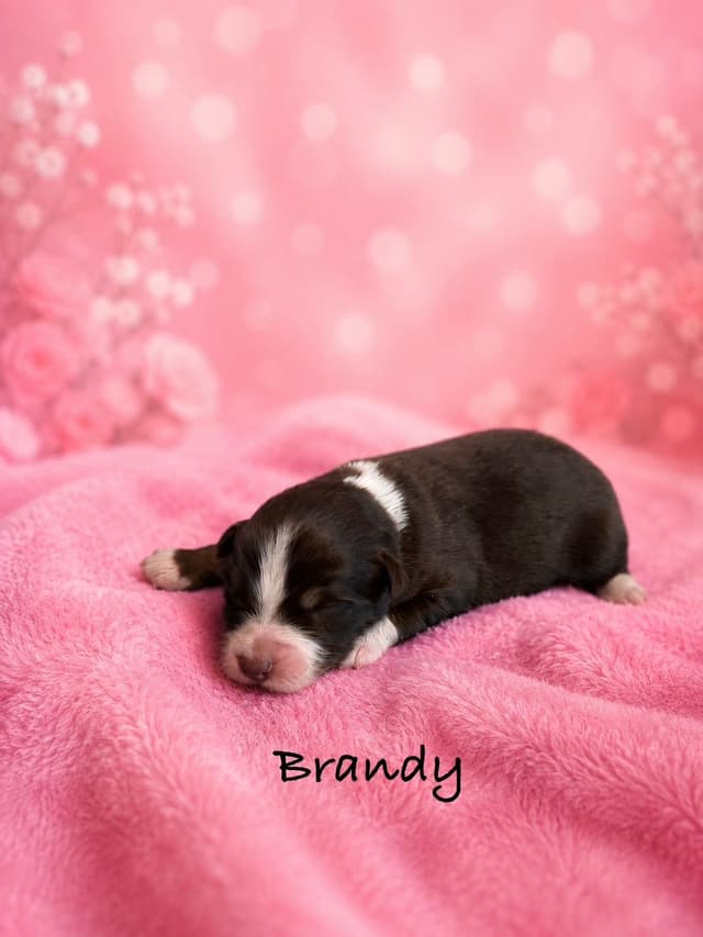 Australian Shepherd Puppies media 7
