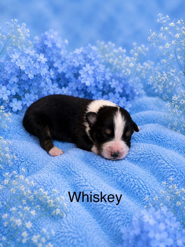 Australian Shepherd Puppies media 2