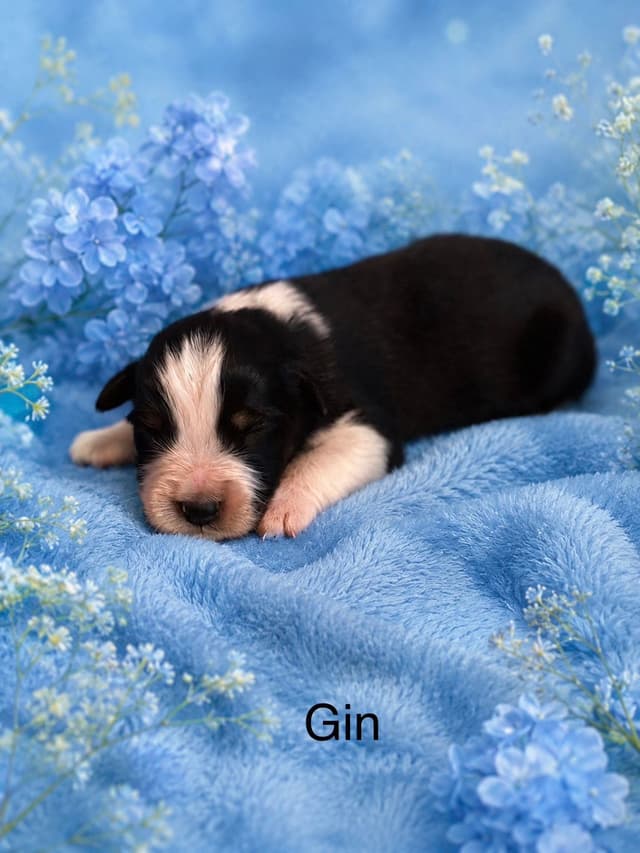 Australian Shepherd Puppies media 4