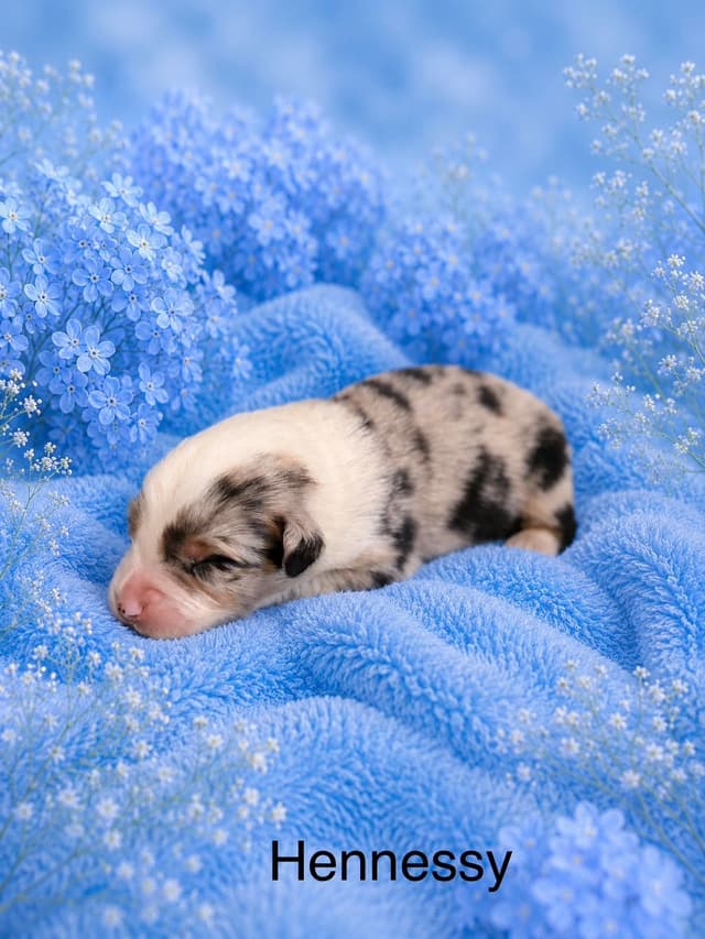 Australian Shepherd Puppies media 6