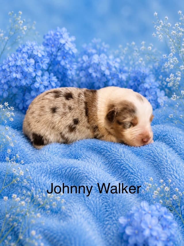 Australian Shepherd Puppies media 8
