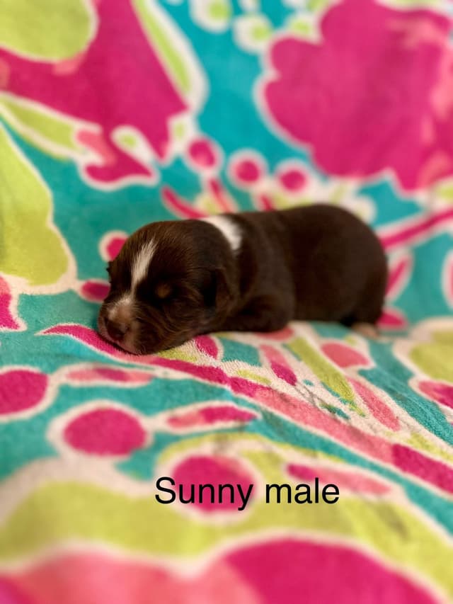 Australian Shepherd Puppies media 2