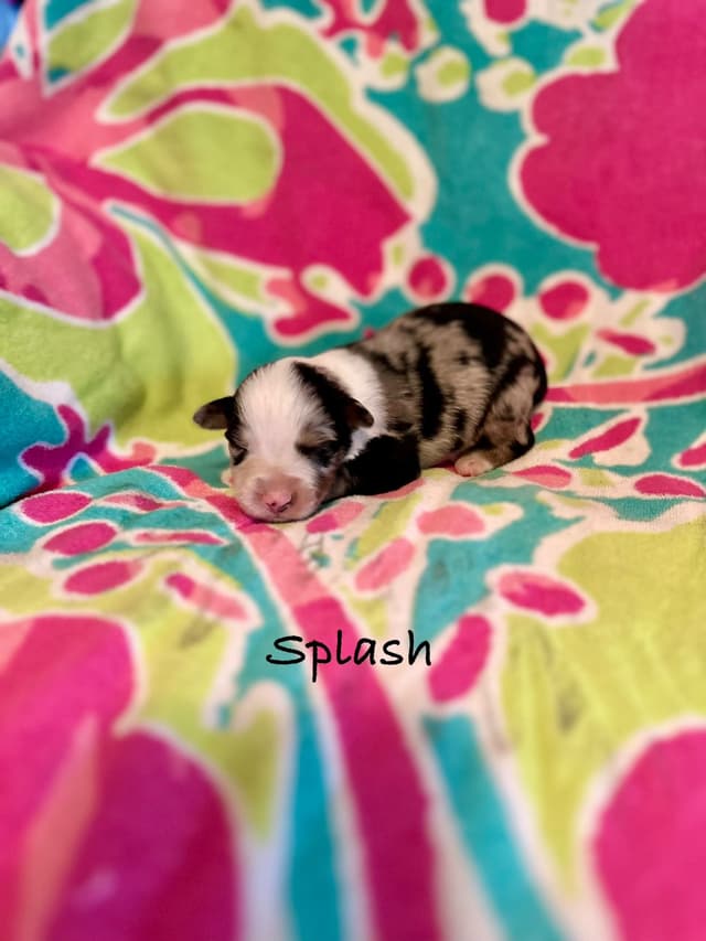 Australian Shepherd Puppies media 5